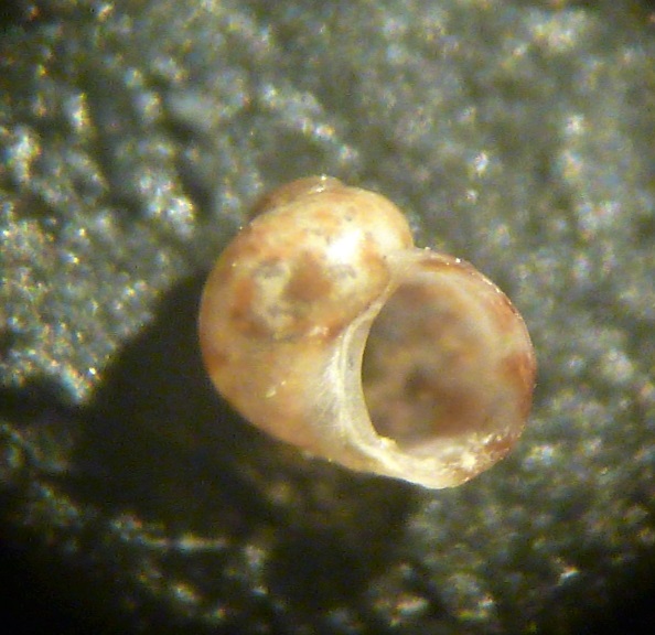 Tricolia miniata?